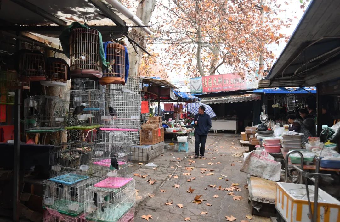 贵钢花鸟市场今日闭市停业