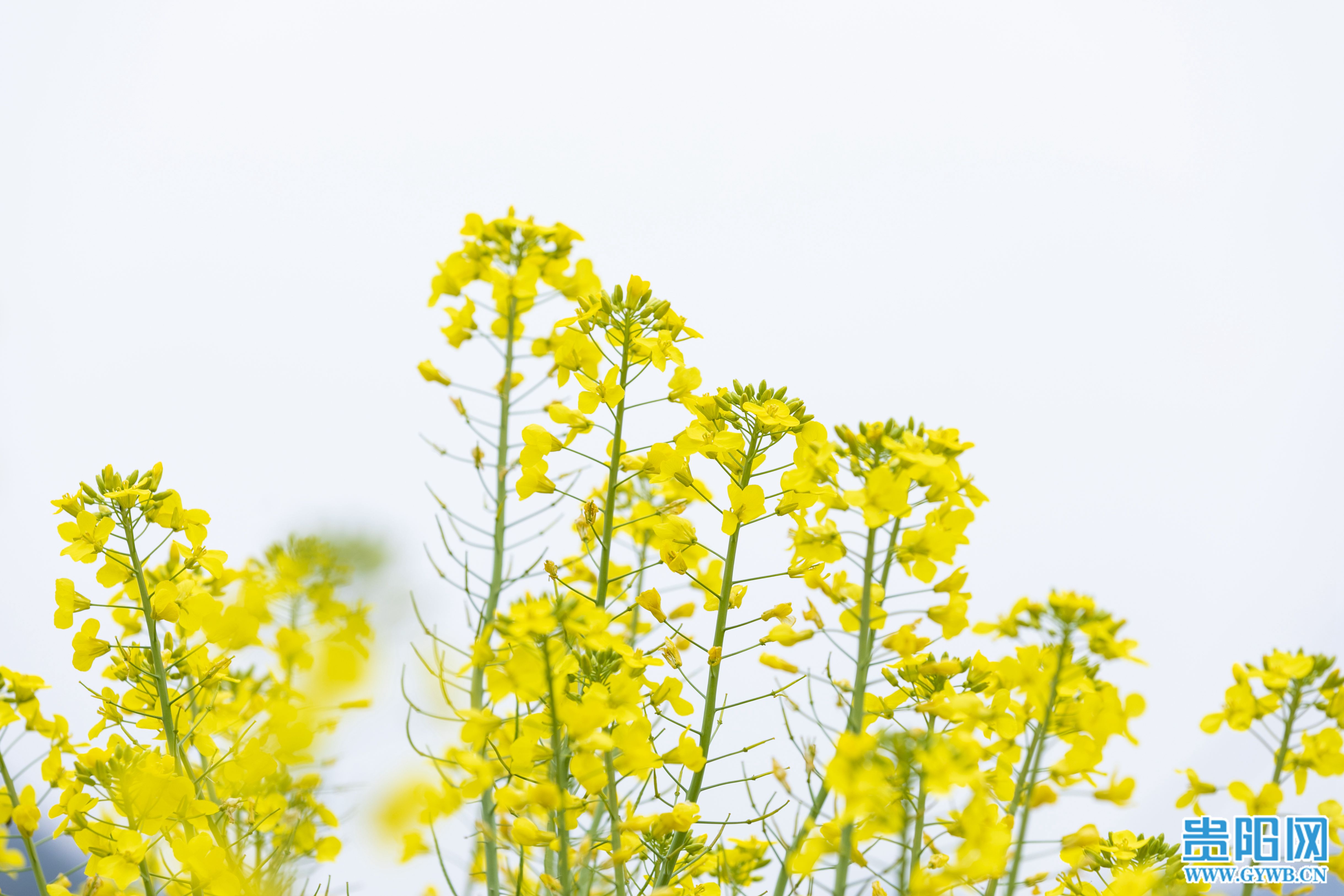【图集】息烽县西山镇鹿窝村千亩油菜花开 风景如画