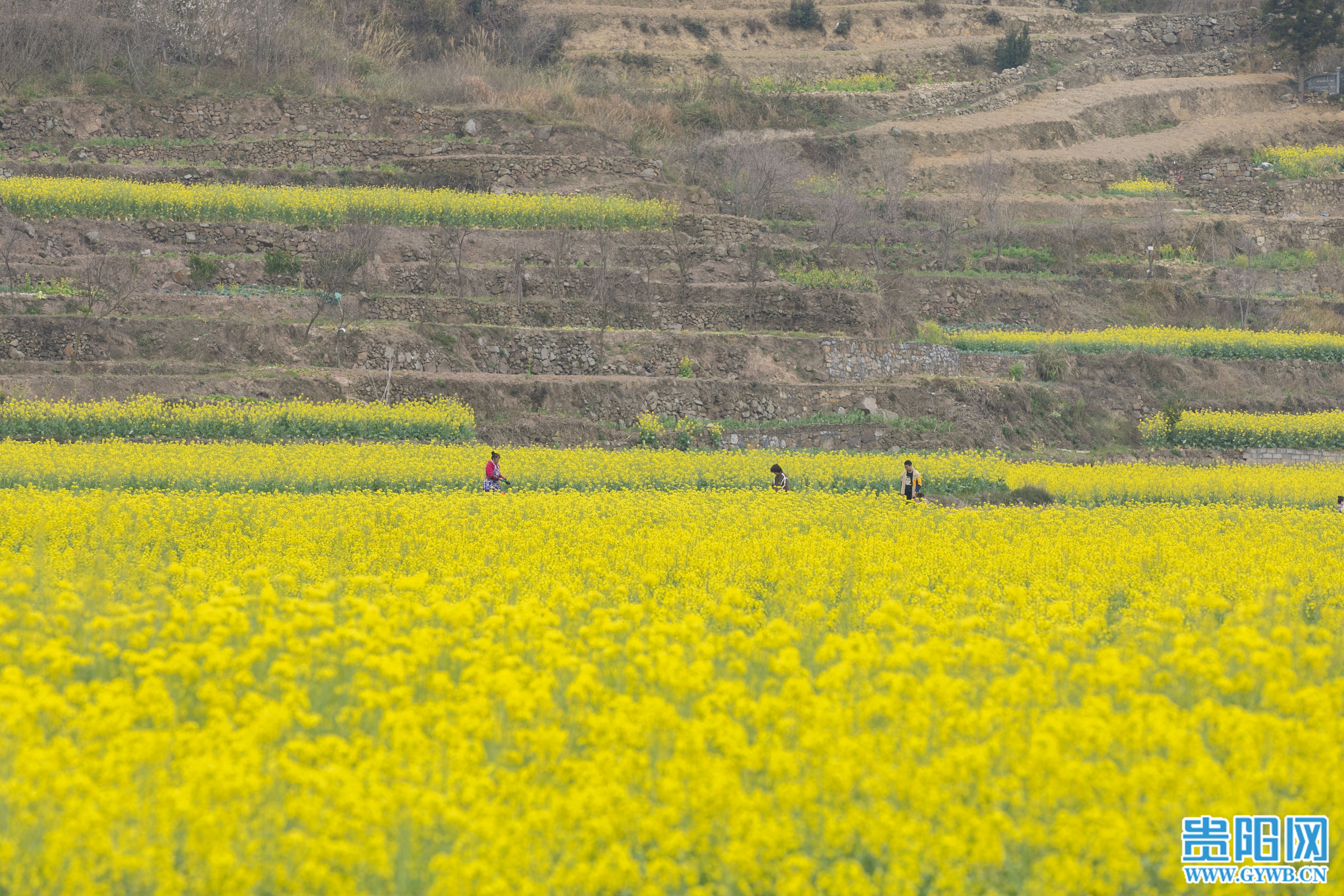 【图集】息烽县西山镇鹿窝村千亩油菜花开 风景如画