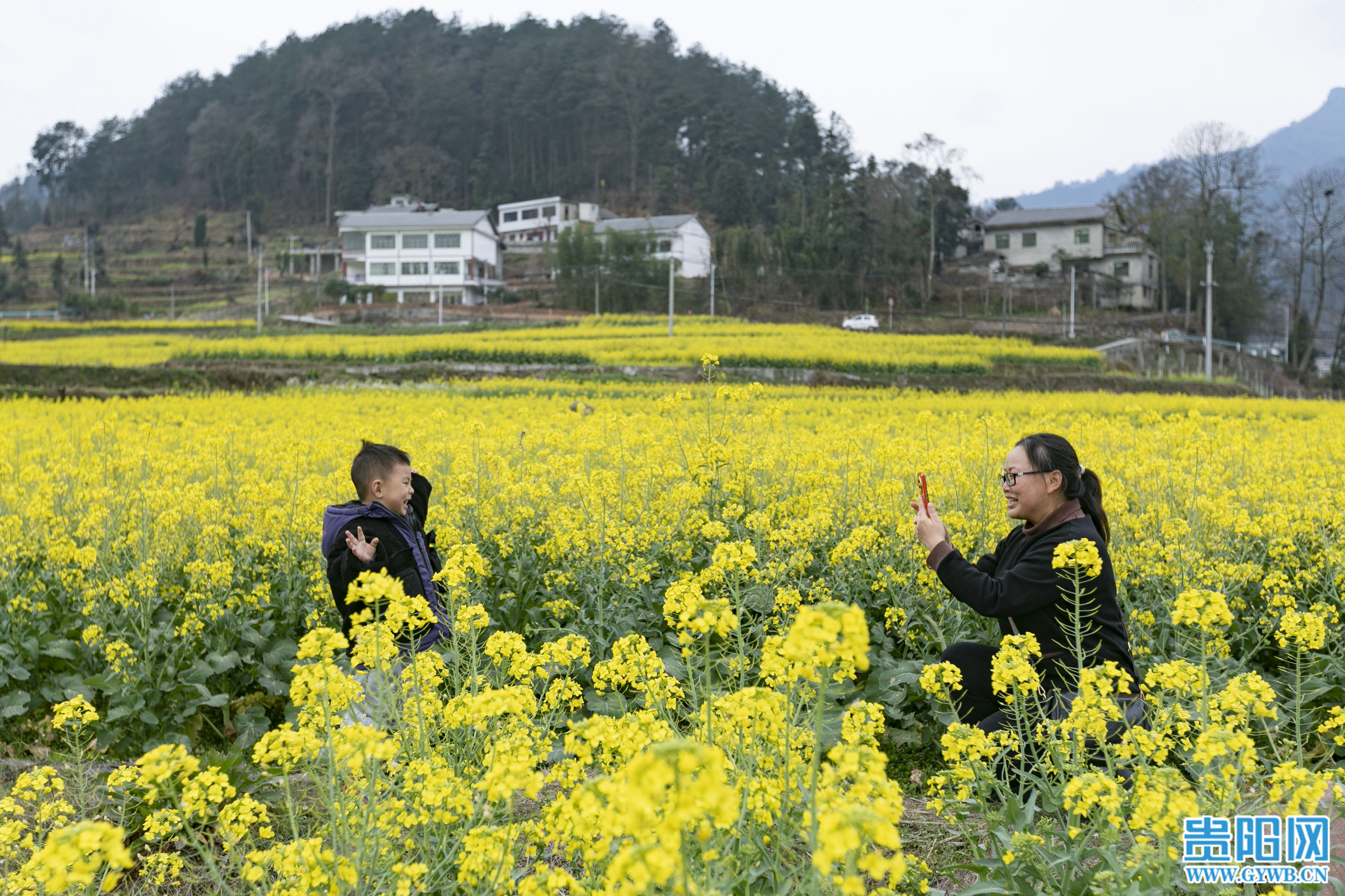 图集息烽县西山镇鹿窝村千亩油菜花开风景如画