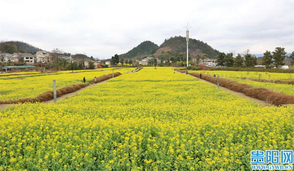 图集丨春意浓浓,永乐乡油菜花开-贵阳网