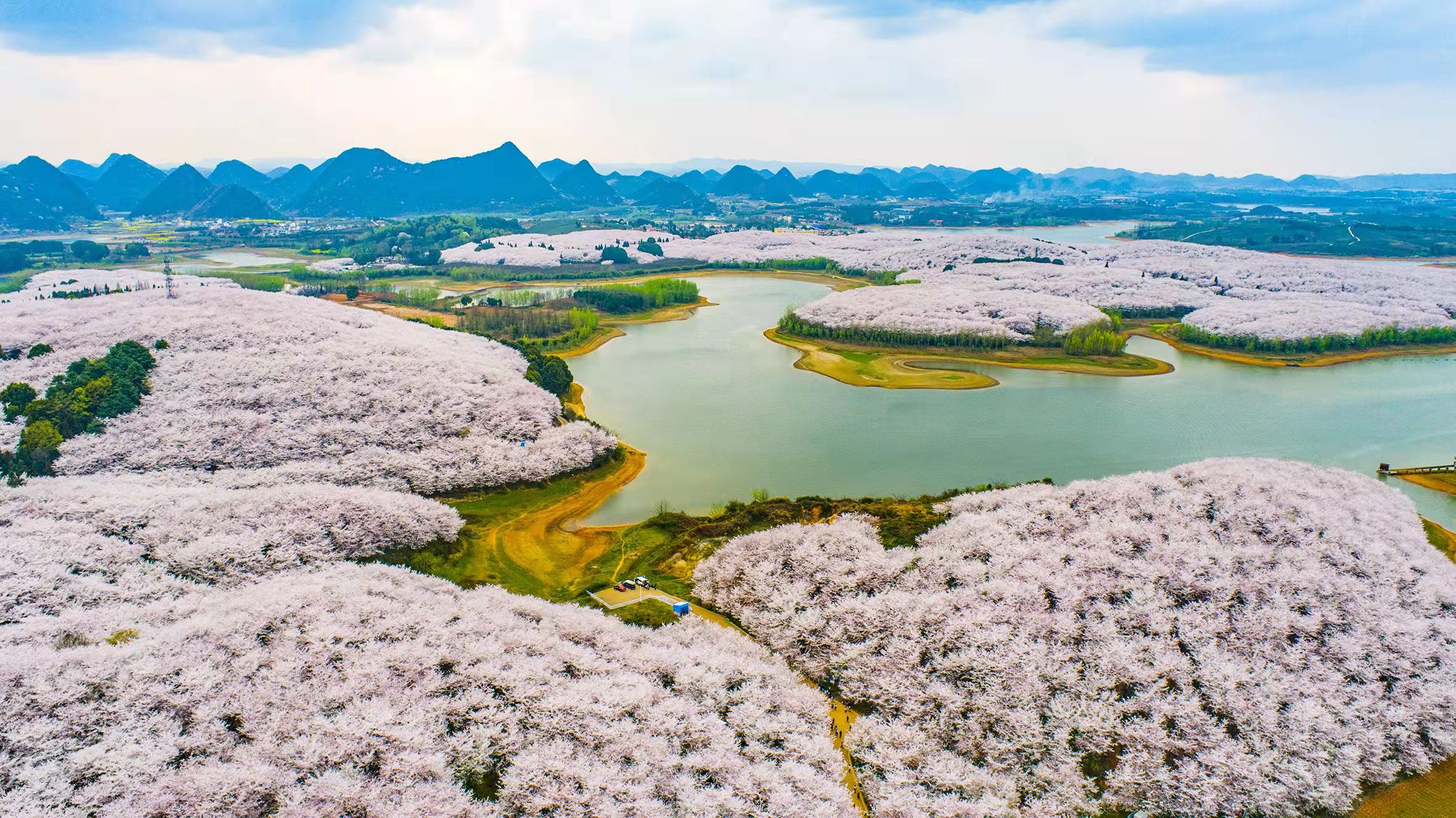"宠粉"升级 今年贵安樱花园服务保障更贴心