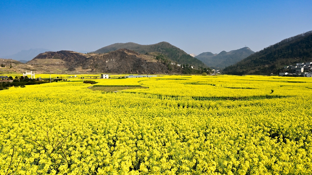 爽爽贵阳繁花似锦市县两级联动报道④丨息烽县鹿窝村油菜花开满地金