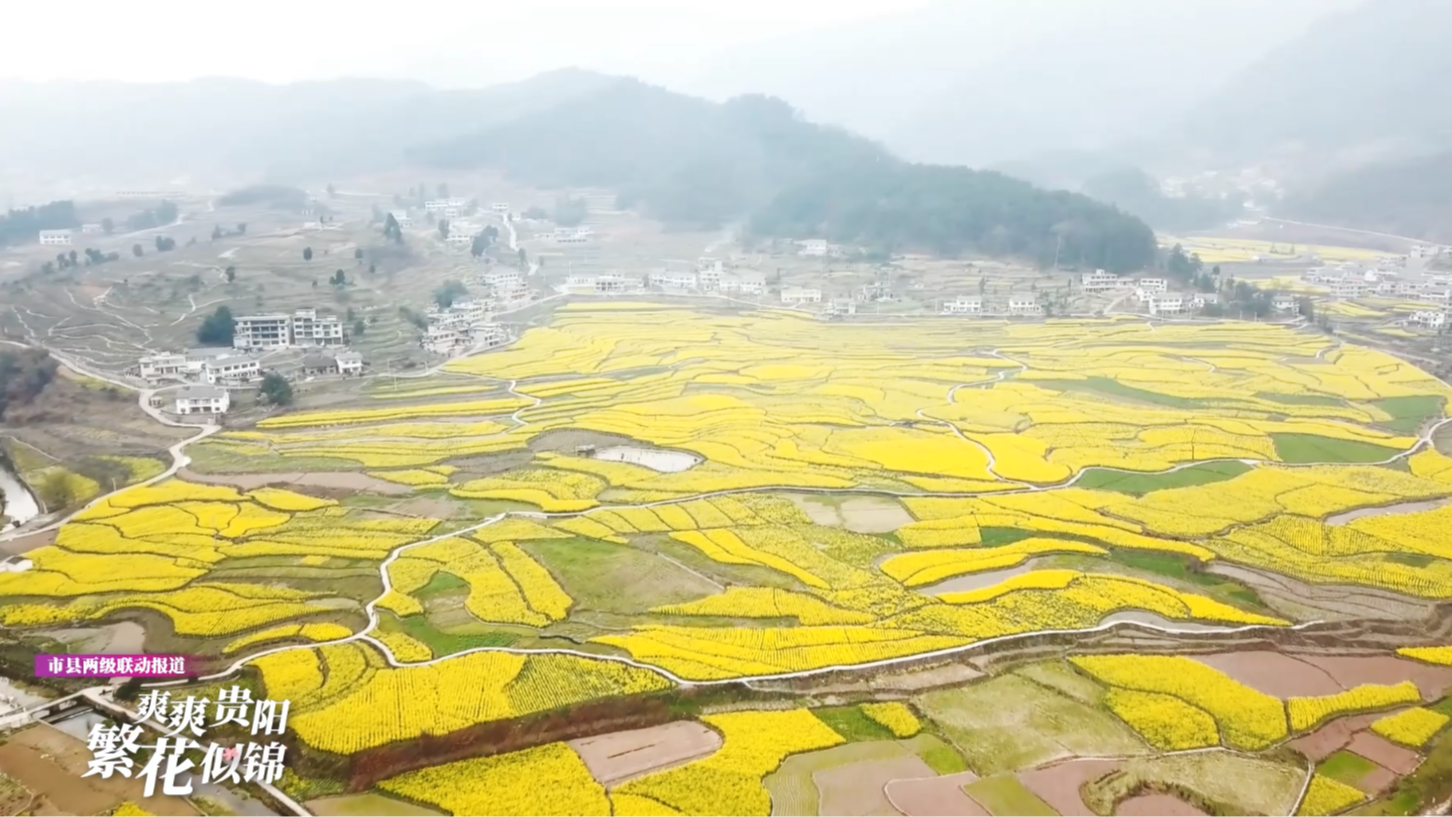爽爽贵阳繁花似锦市县两级联动报道④丨息烽县鹿窝村油菜花开满地金