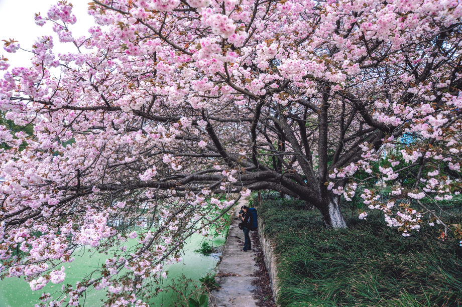 多图预警原来贵安樱花园20年前就这么美了