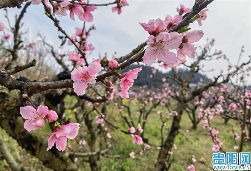 爽爽贵阳繁花似锦看呐贵阳永乐乡桃花开啦