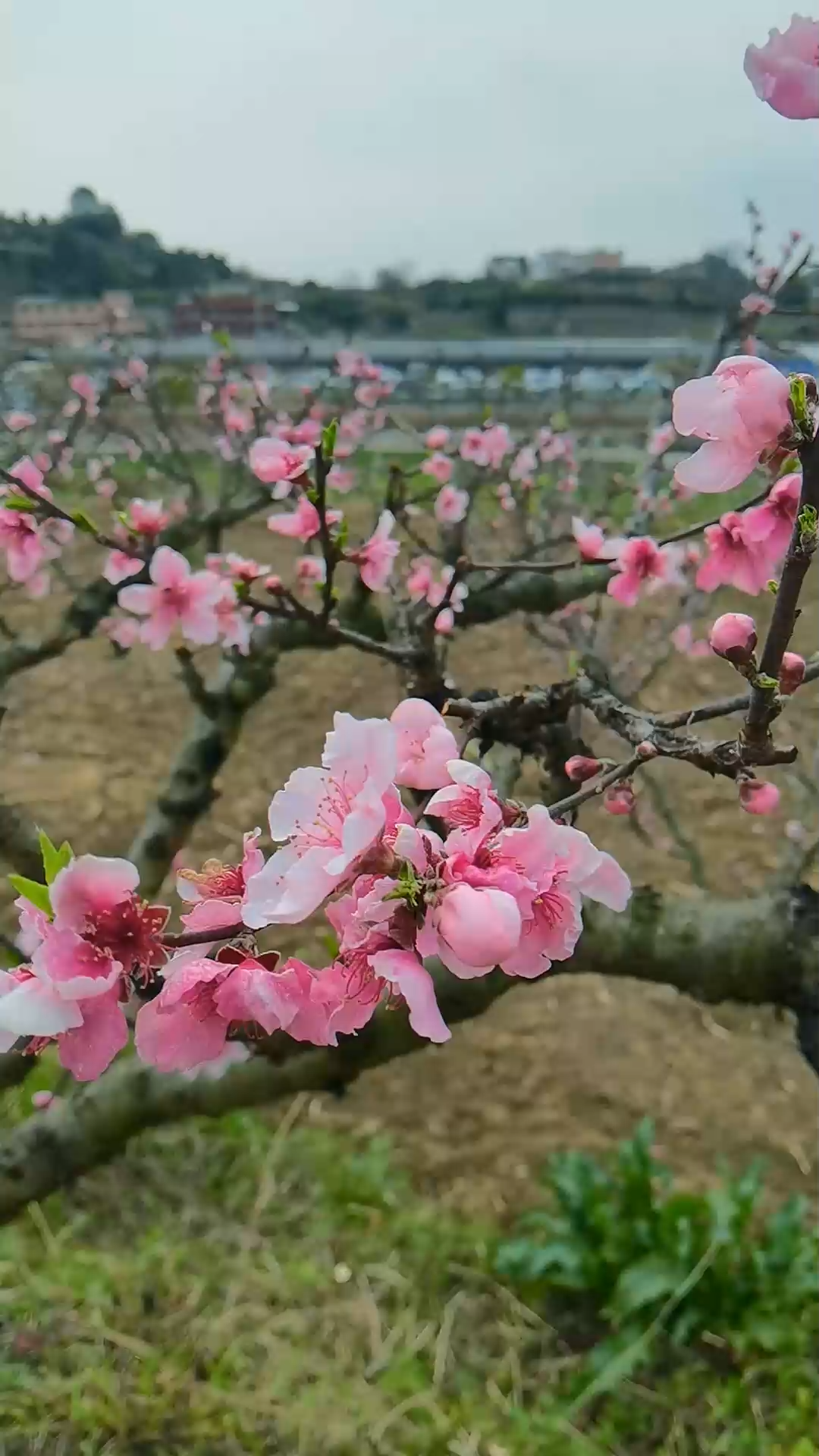 爽爽贵阳繁花似锦看呐贵阳永乐乡桃花开啦