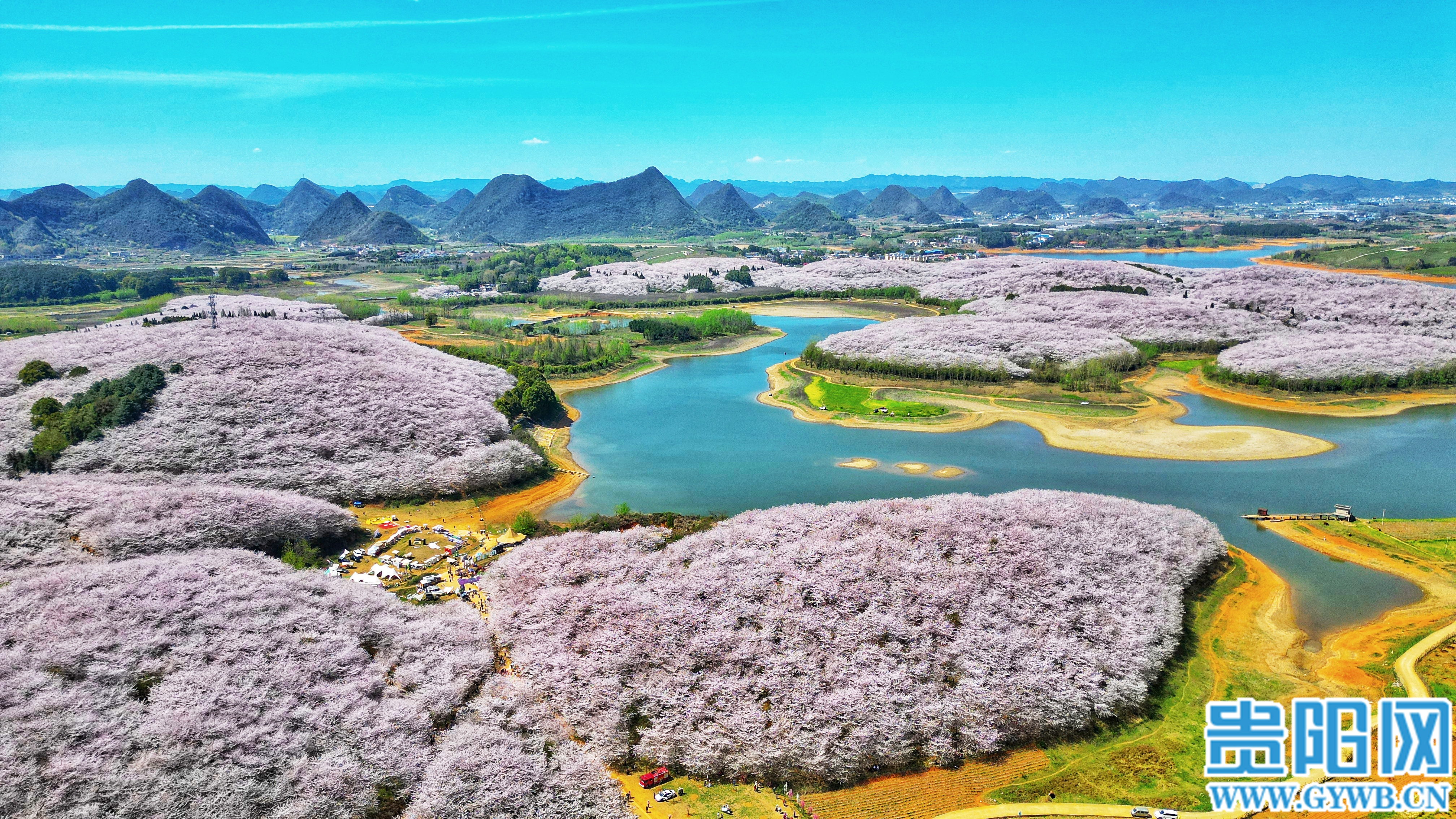 万亩樱花竞相绽放-贵阳网
