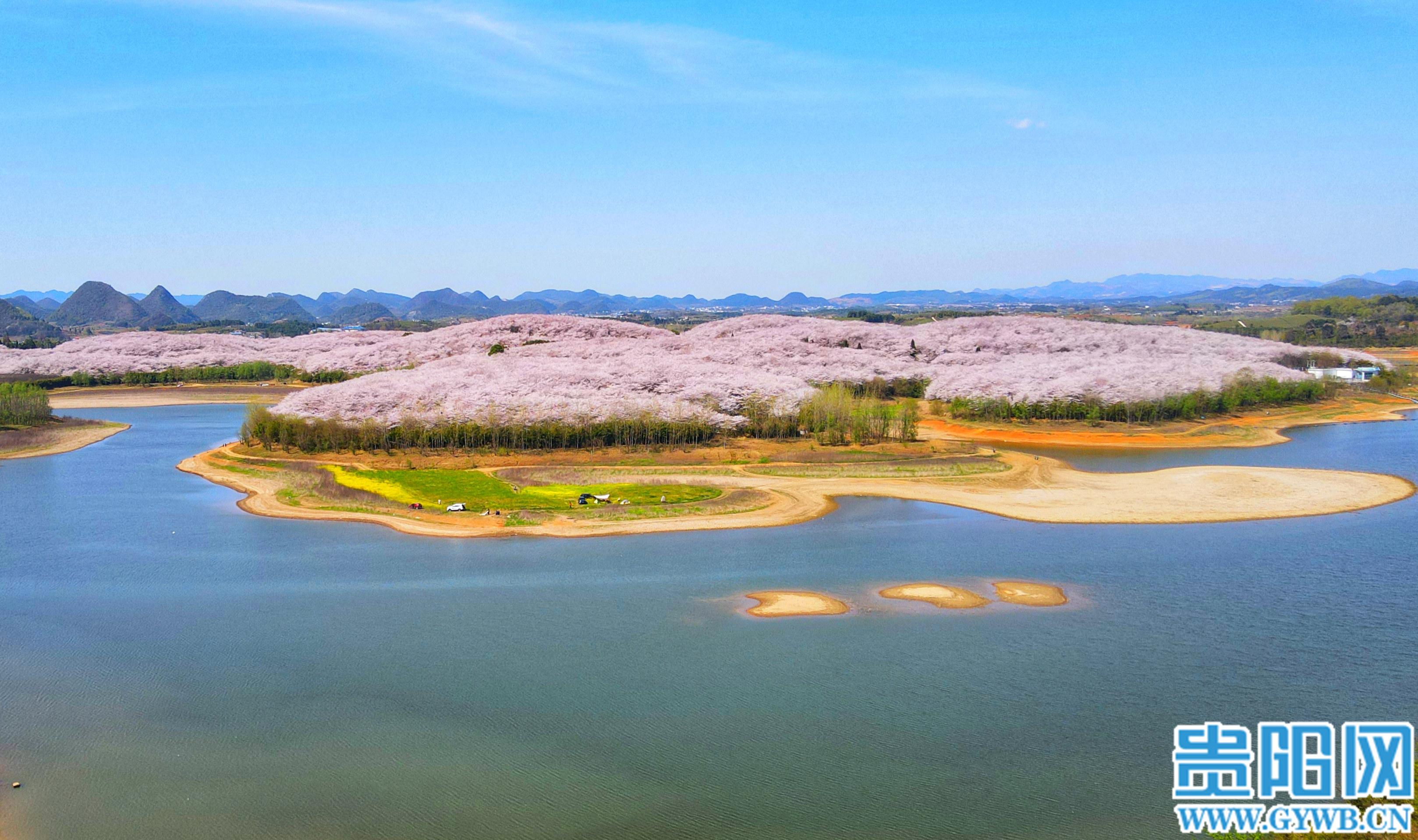 万亩樱花竞相绽放-贵阳网