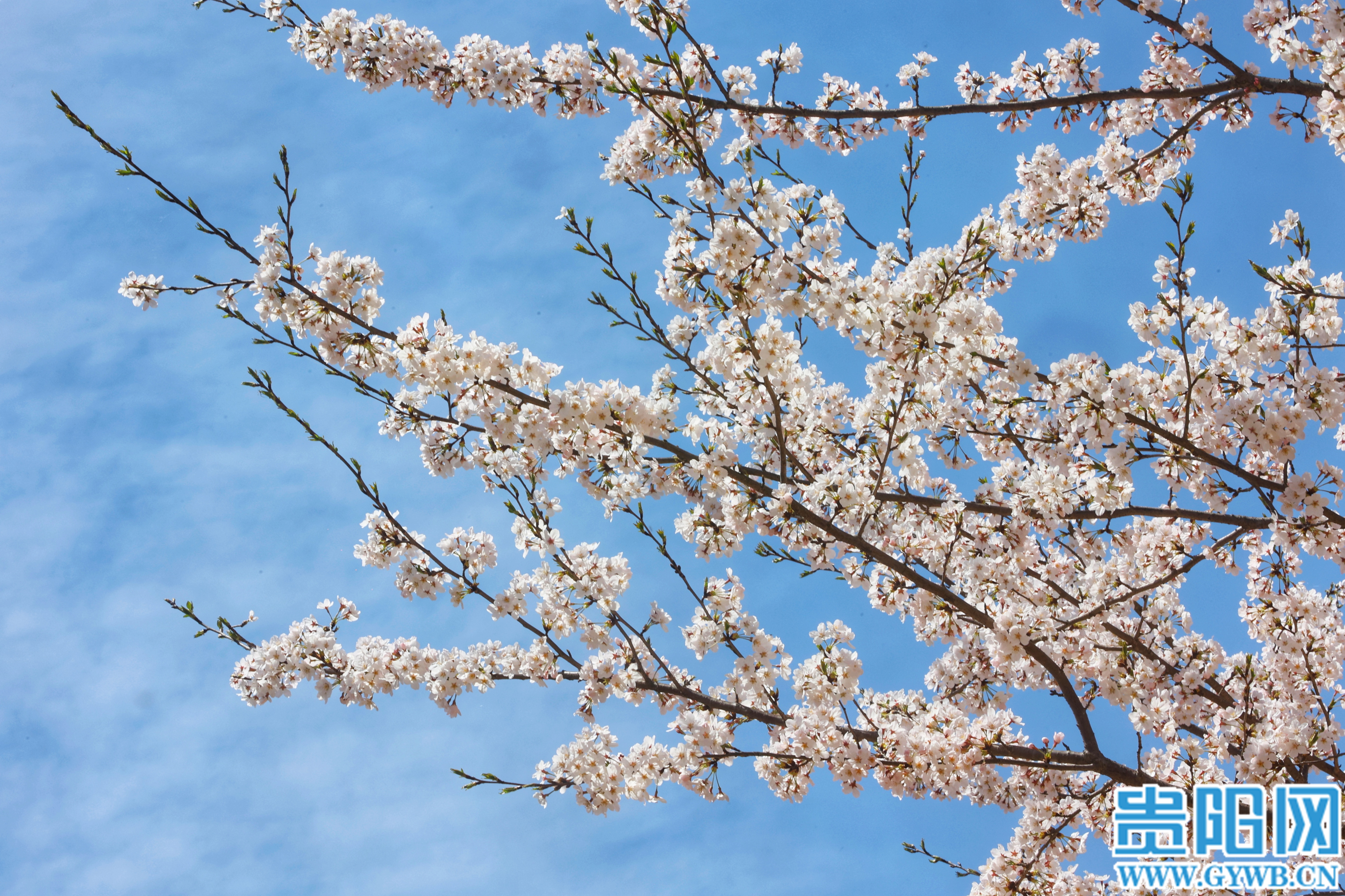 万亩樱花竞相绽放