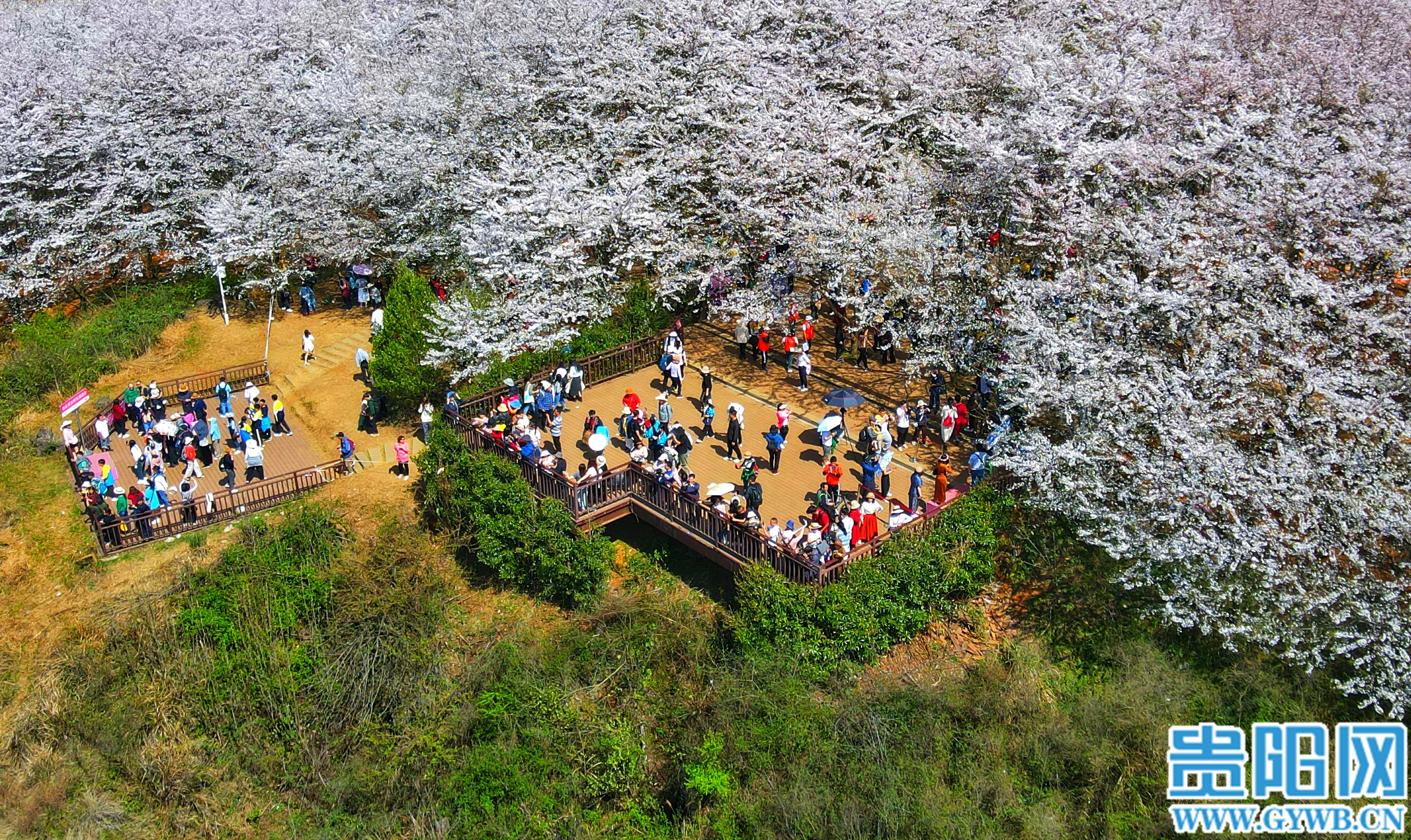 万亩樱花竞相绽放