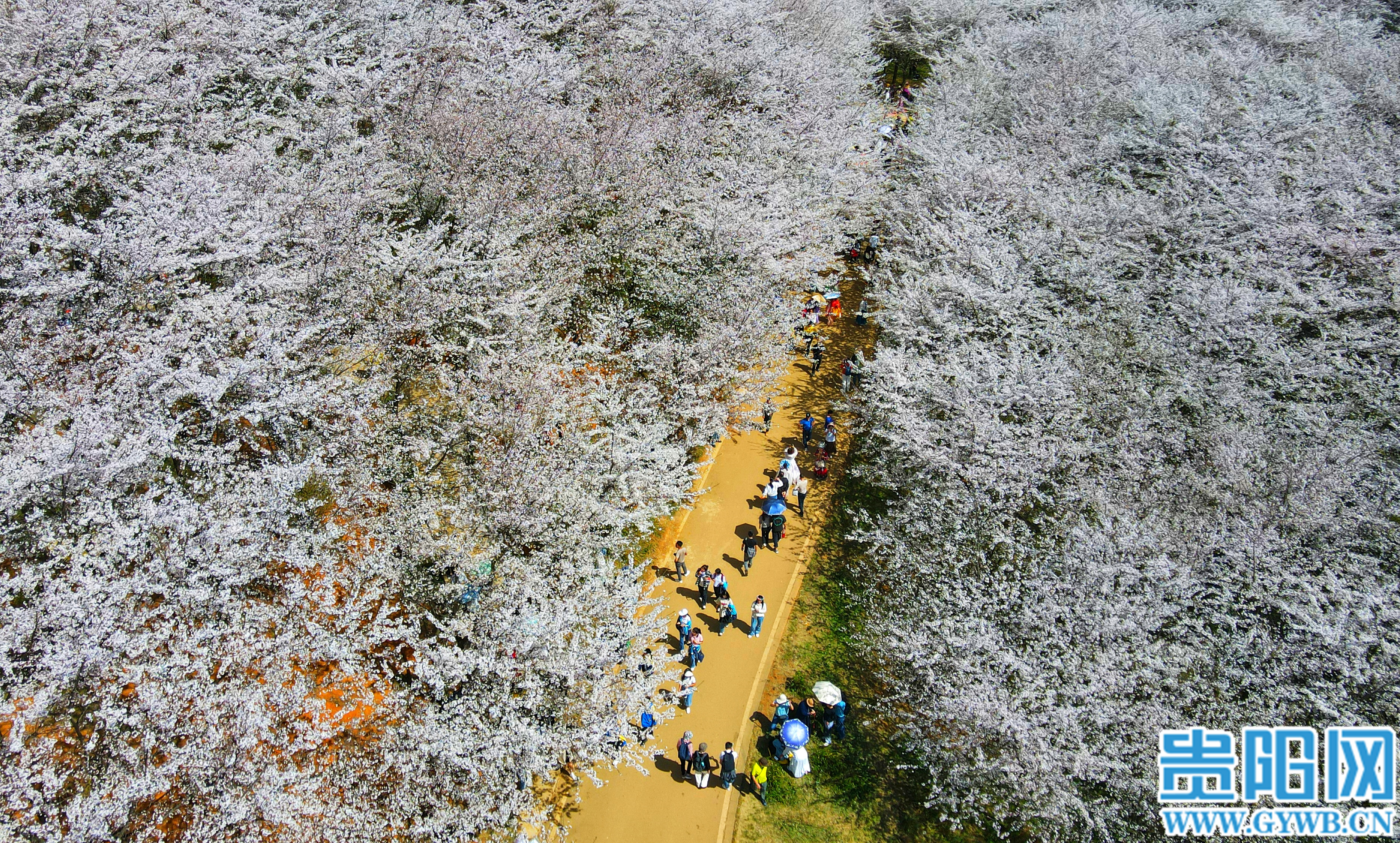 万亩樱花竞相绽放